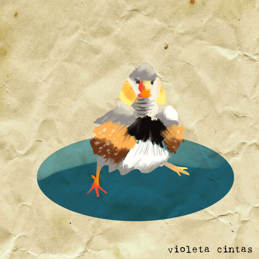 rotoscopia-photoshop-pajaro-copia2.gif
