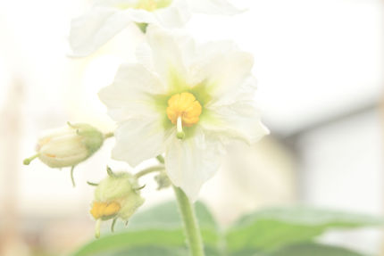 Teton Flower.jpg