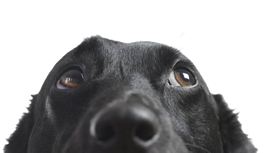 peeking dog.jpg