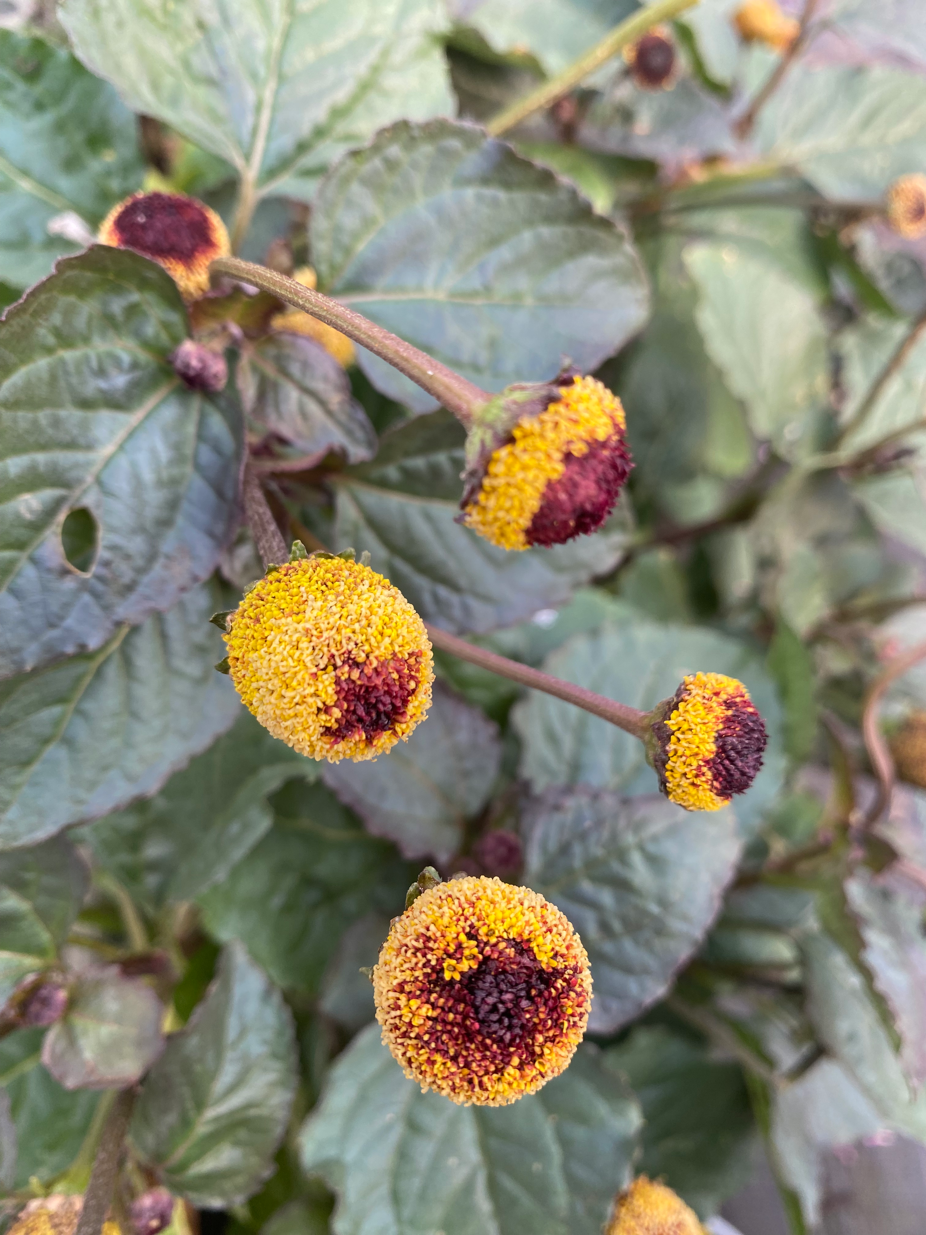 Parakresse (Acmella oleracea)