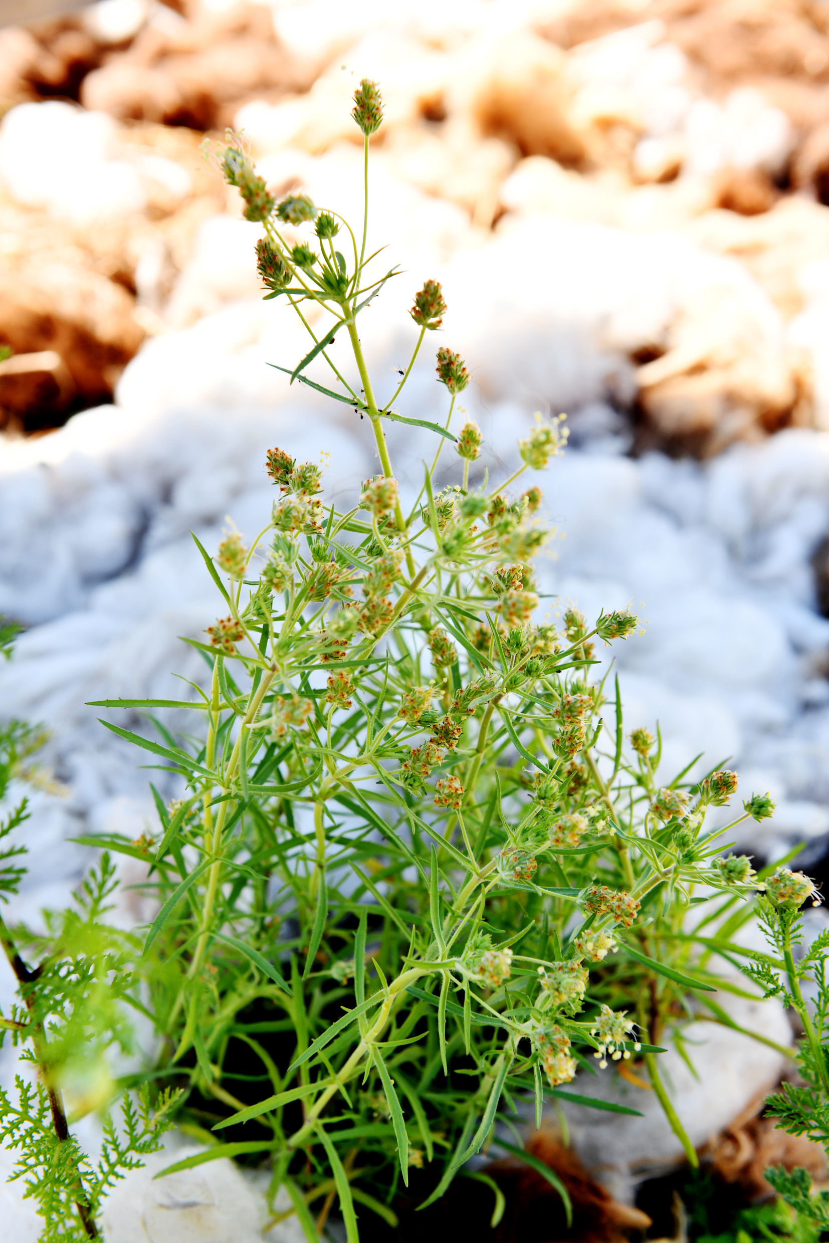 Flohsamen (Plantago psyllium)