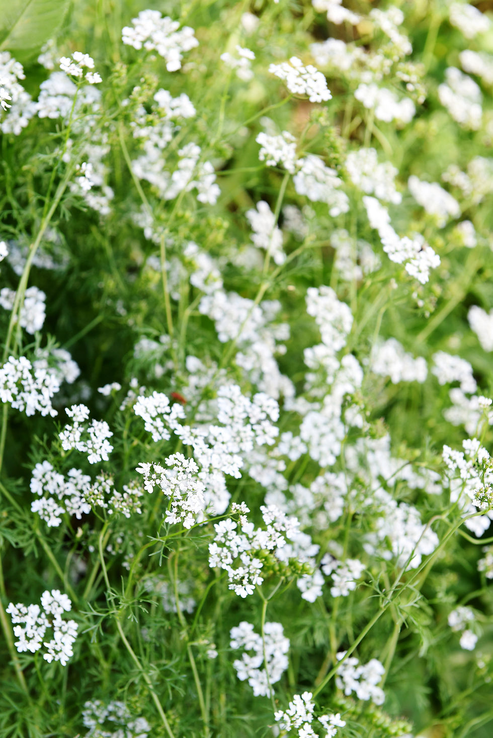 Miniaturbild: Koriander thailändisch (Coriandrum sativum)