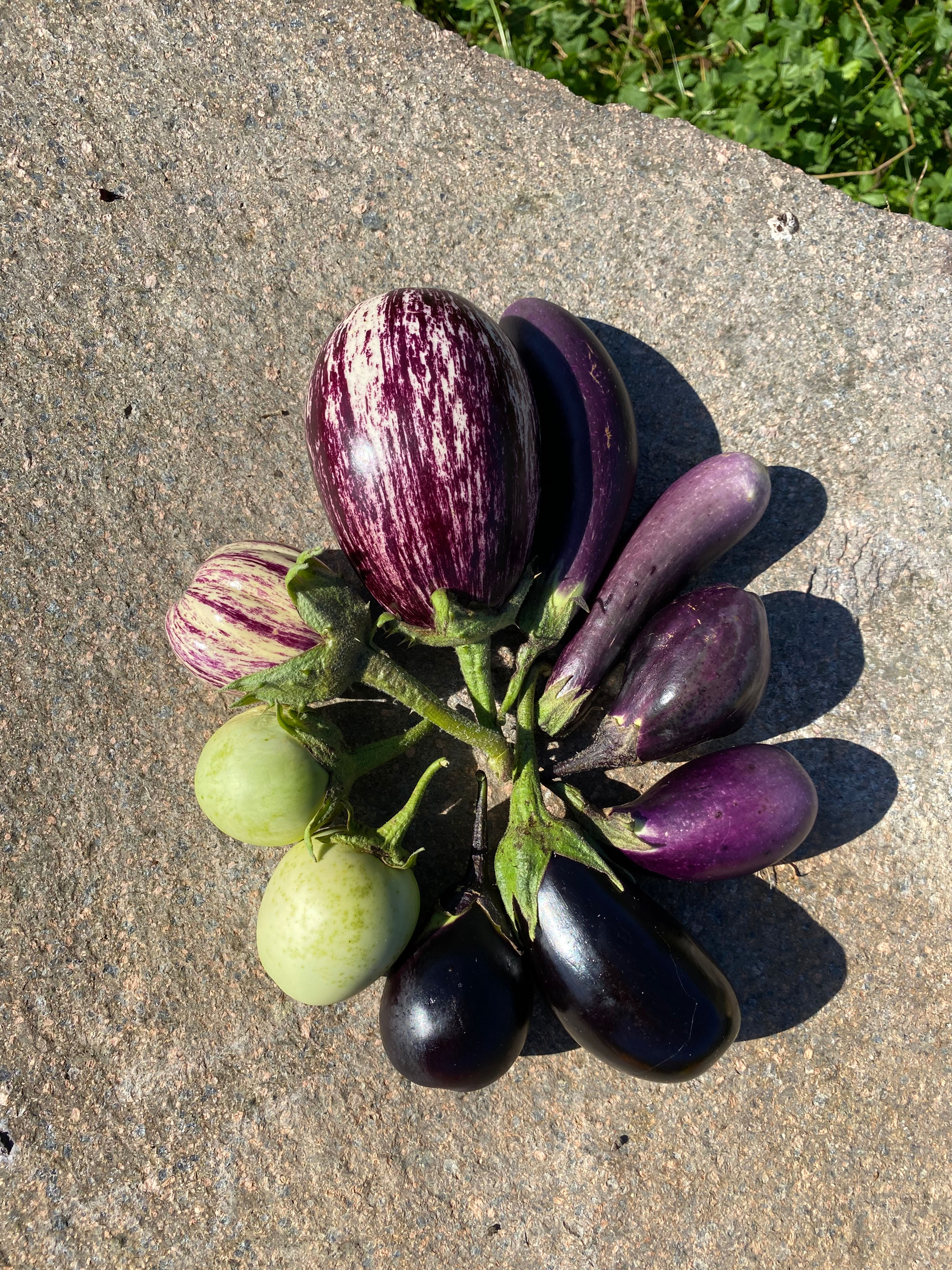 Melanzane-Mischung (Solanum ssp.)