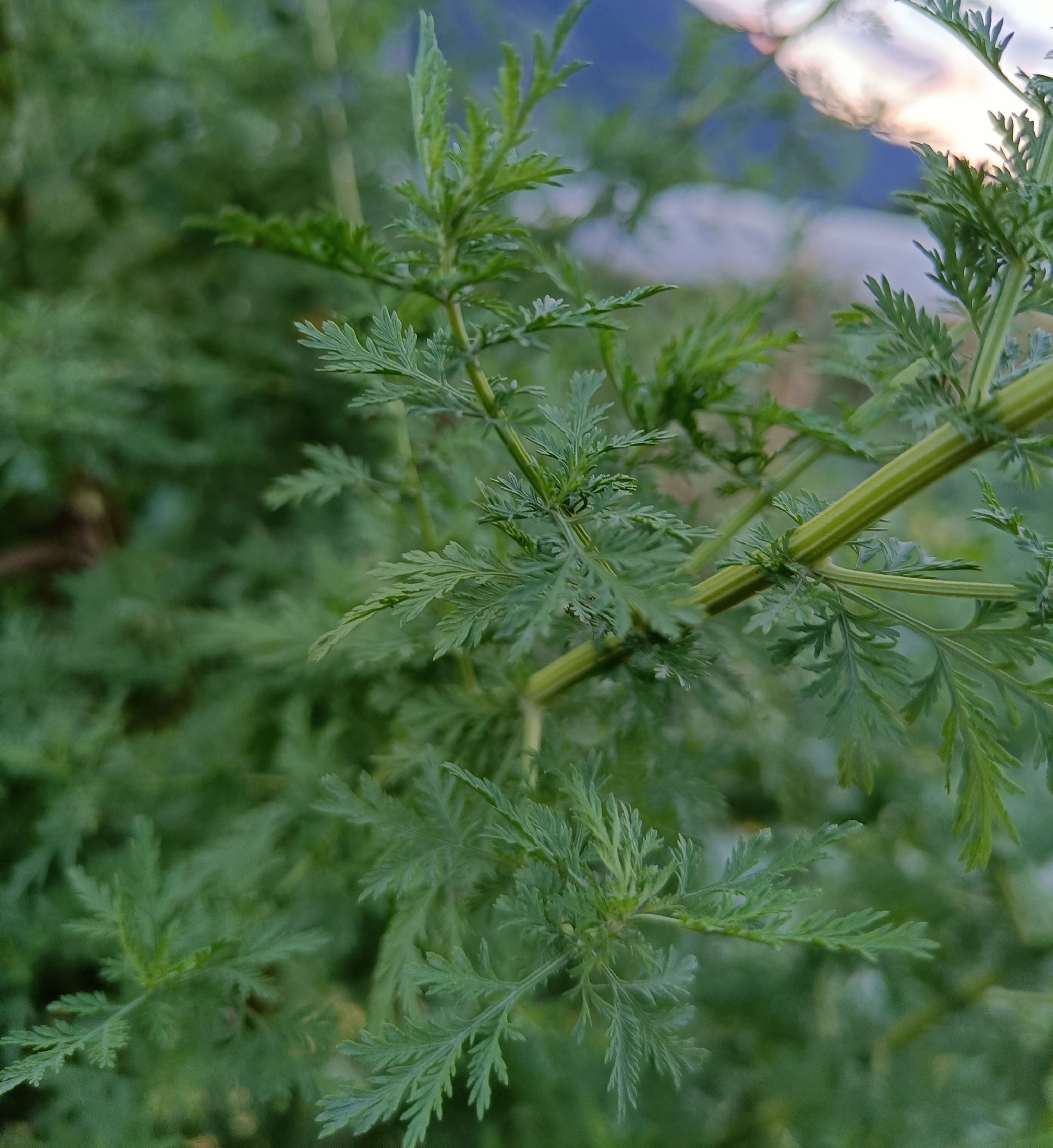 Duft-Beifuß (Artemisia annua)