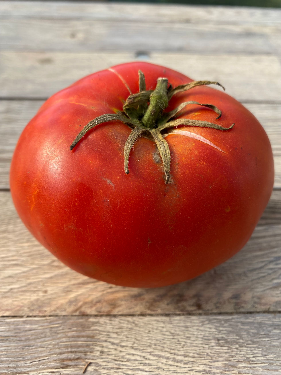 Fleischtomate groß