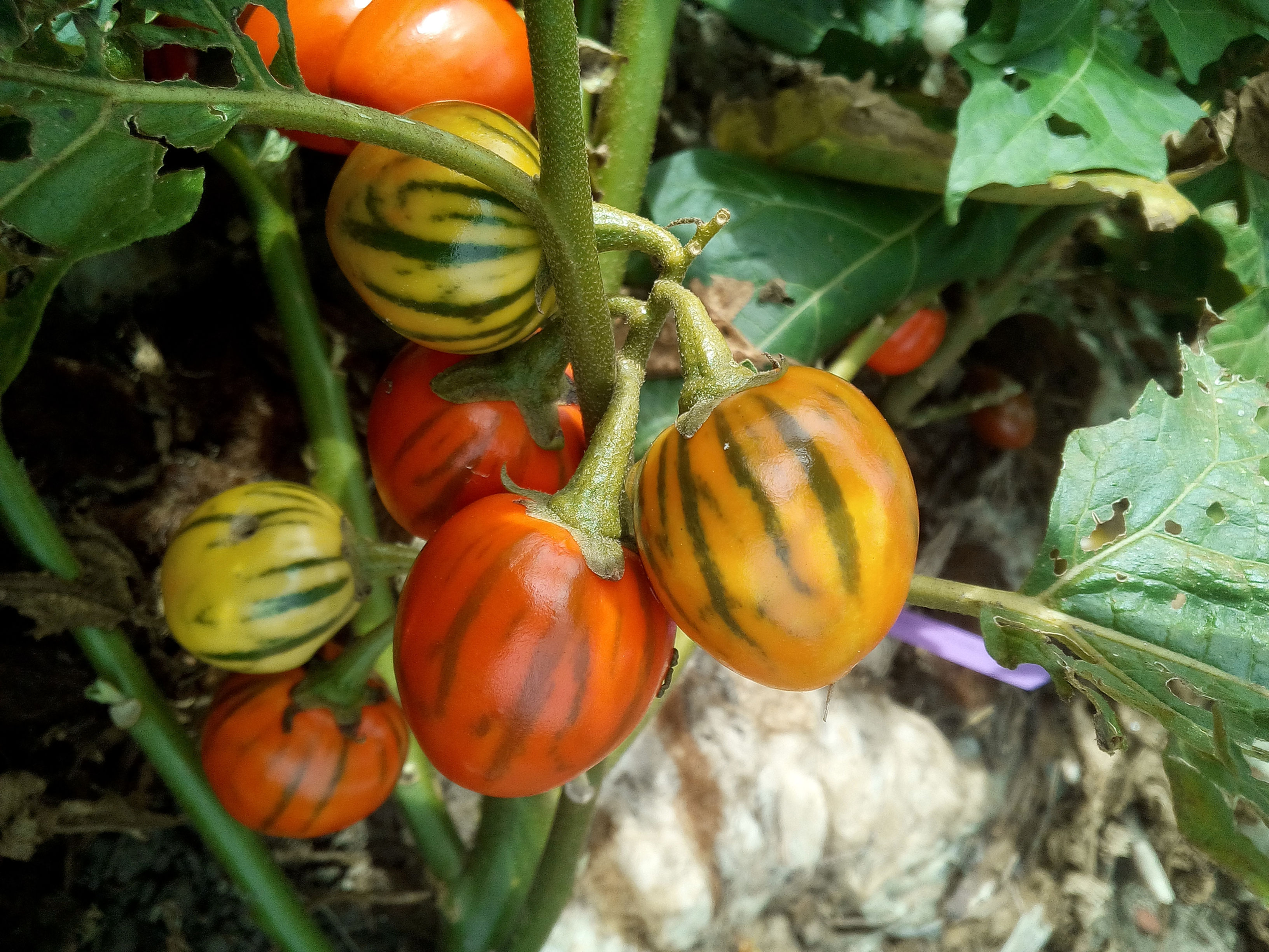 ‘Striped Toga‘ (Solanum aethiopicum)