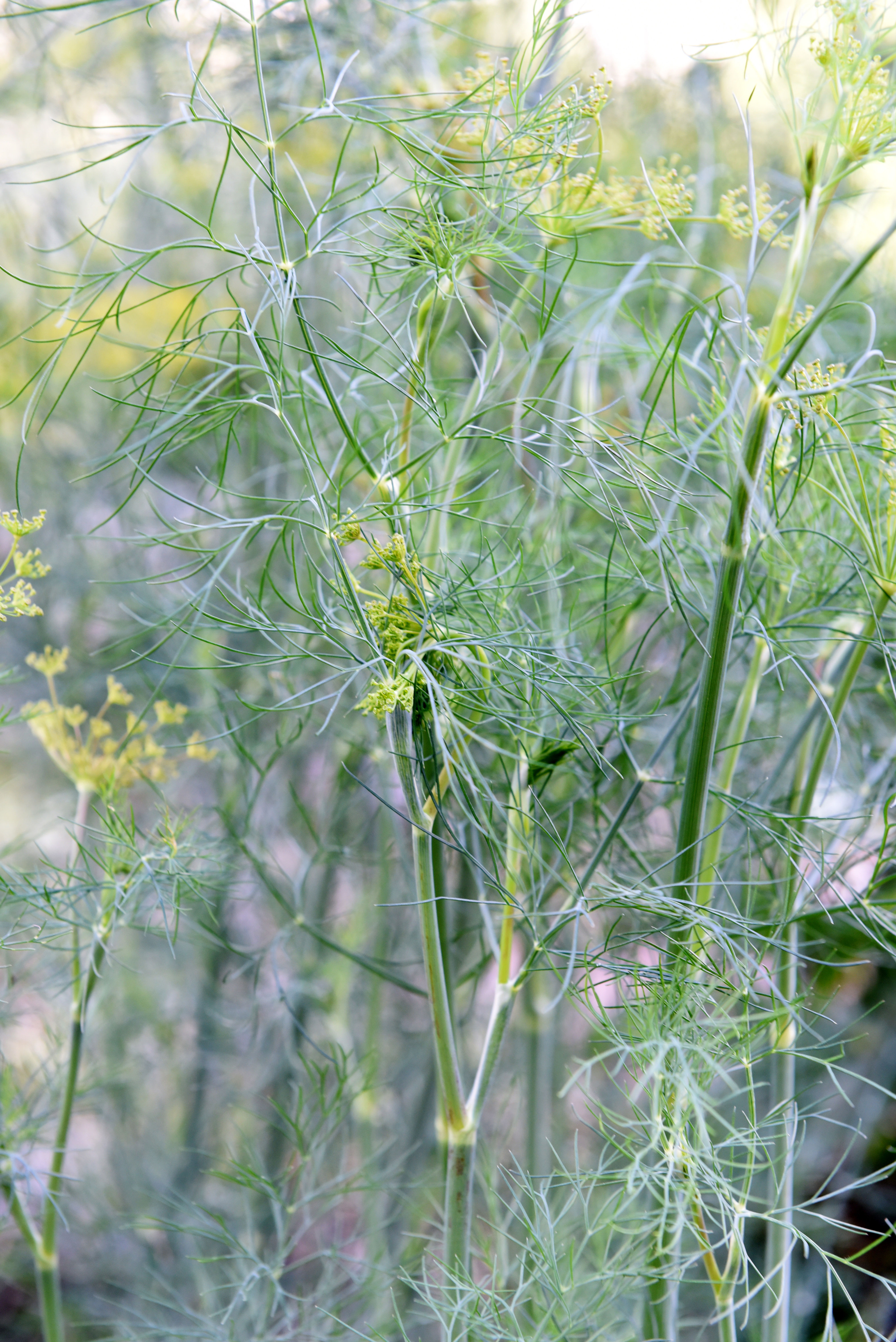 Dill 'Gumpenstein' (Anethum graveolens)