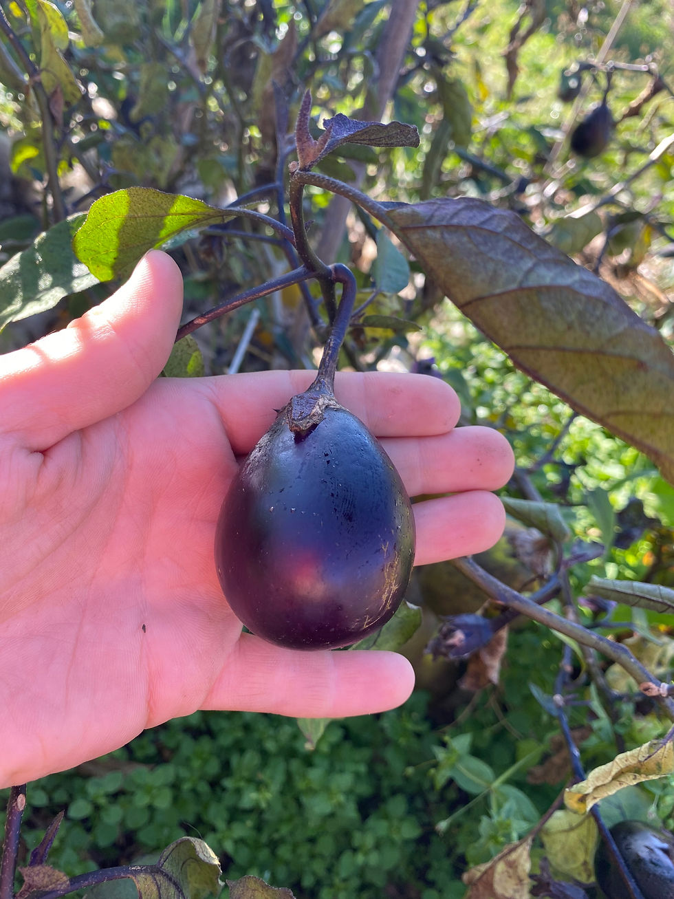 Aubergine 'Cesky Rany' (Solanum melongena L.)