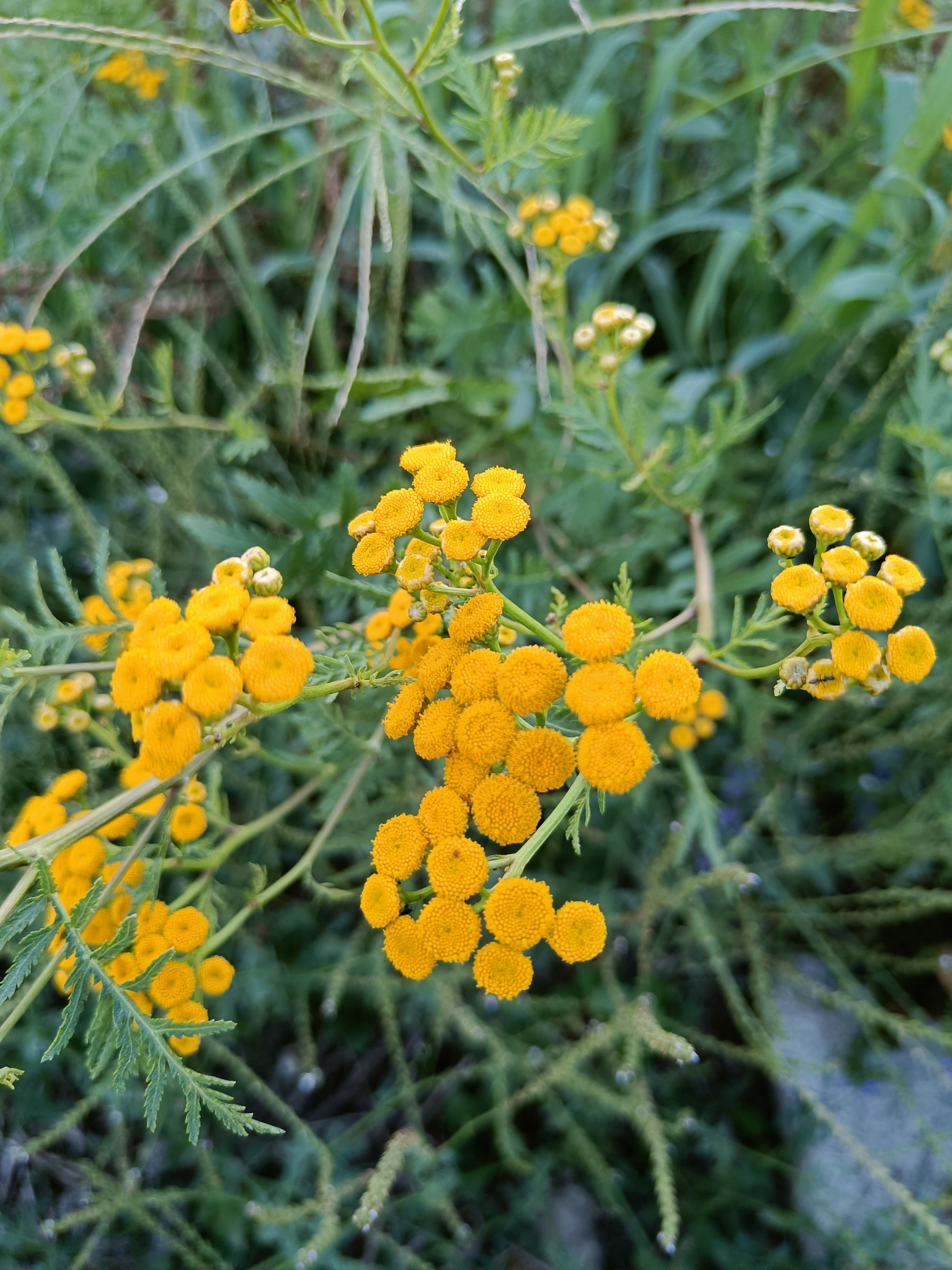 Rainfarn (Tanacetum vulgare)