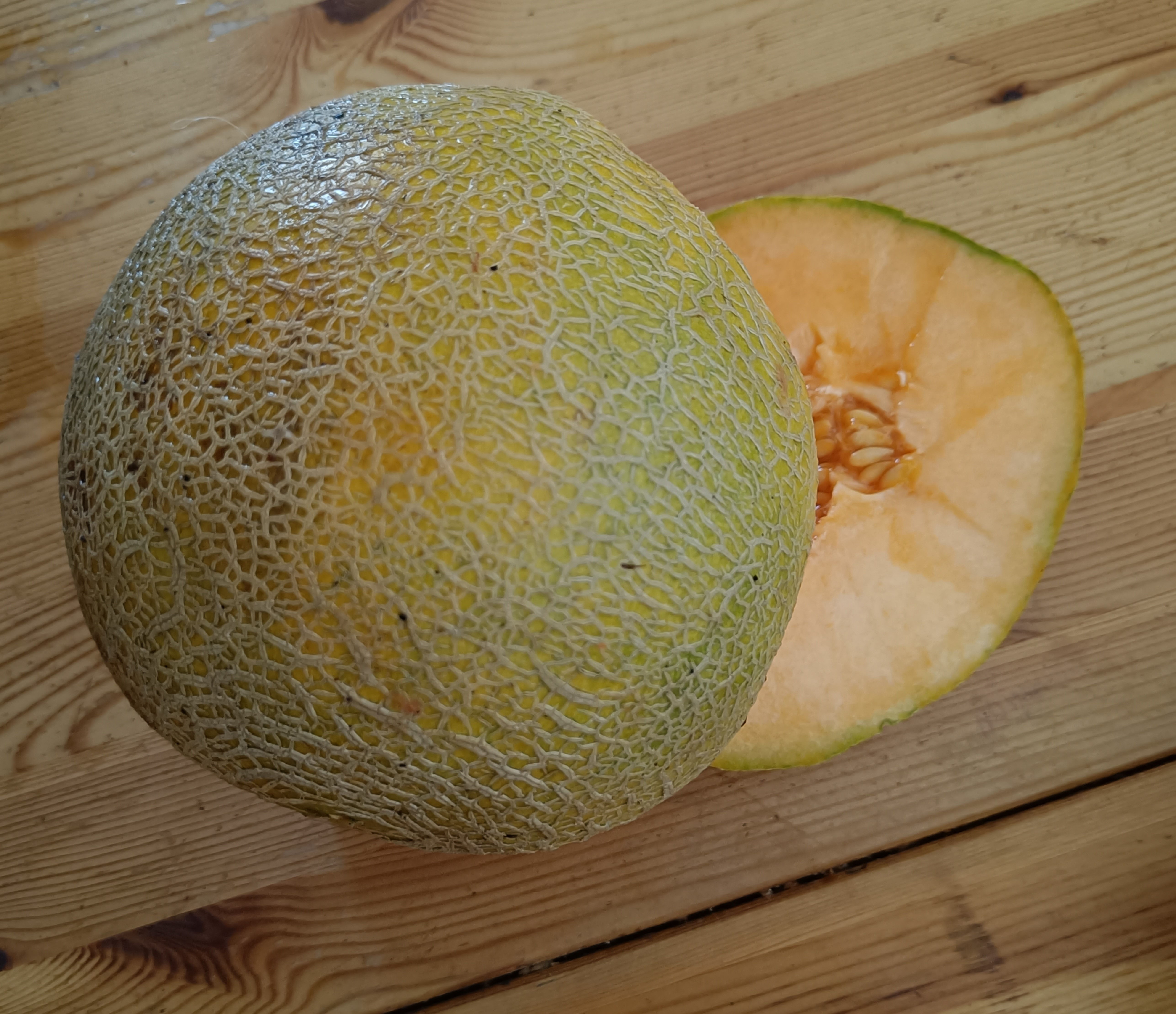 Benary's Zuckerkugel (Cucumis melo)