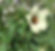 Hanfeibisch, -hibiskus (Hibiscus cannabinus)