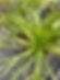 Hirschhornwegerich (Plantago coronopus)