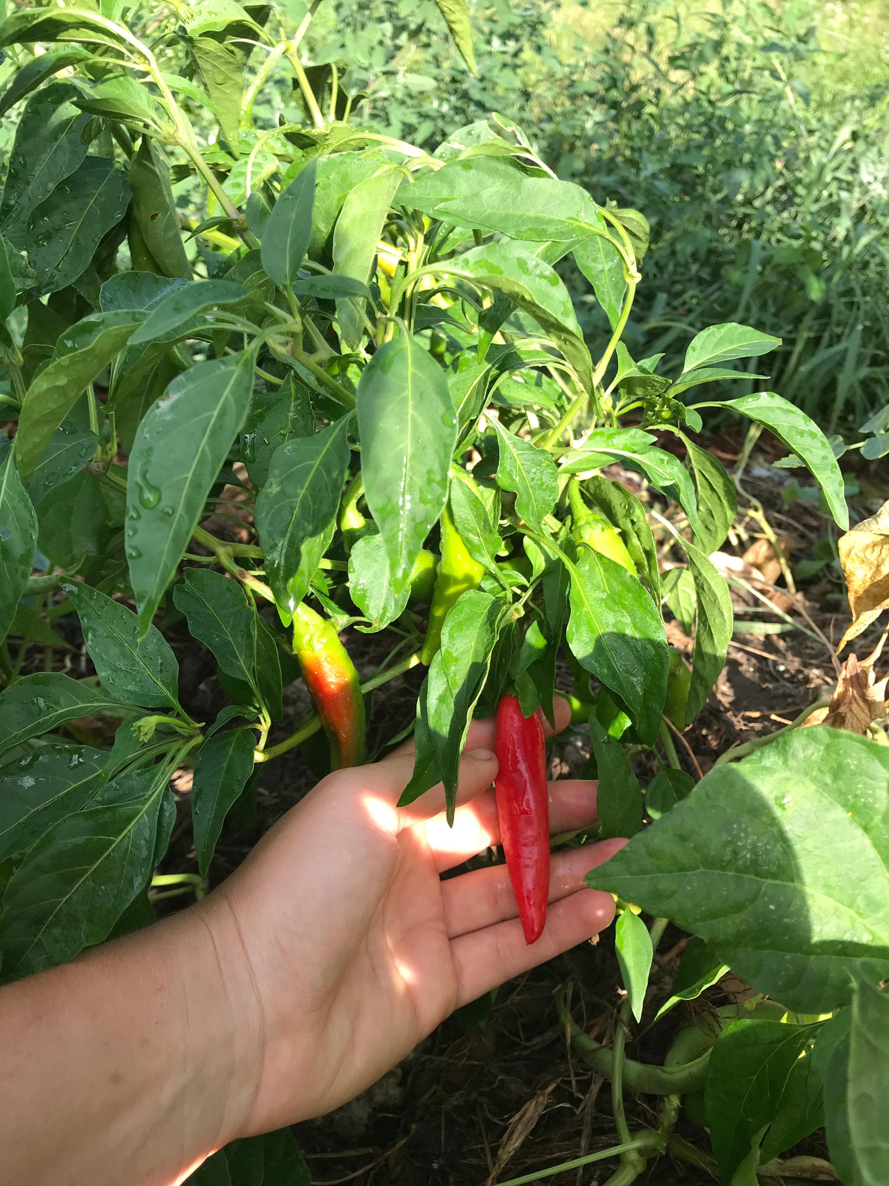 Mont Badur (Capsicum annuum)