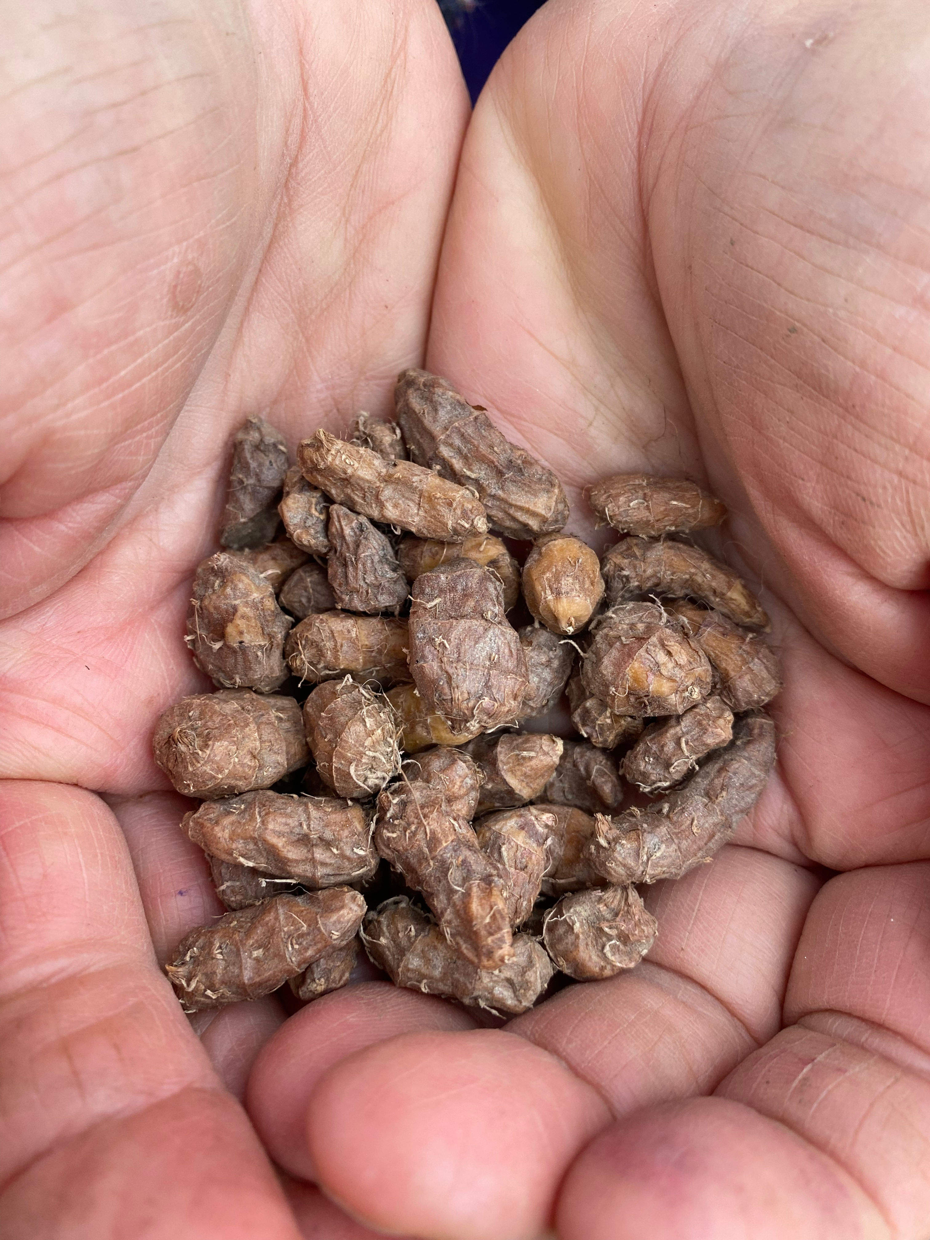 Erdmandeln (Cyperus esculentus)