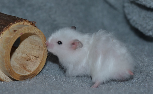 DSC_0037.JPG