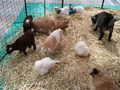 Petting Farm