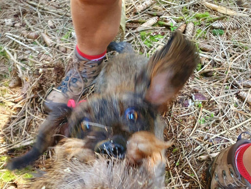 jagdliche Praxis / Rückmeldung