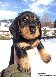 A-Wurf Akela  (1).jpg