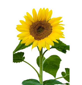 la-tige-d-un-tournesol-en-pleine-florais