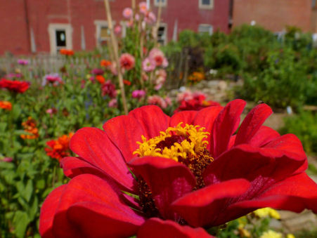 Community Grows through Urban Gardens