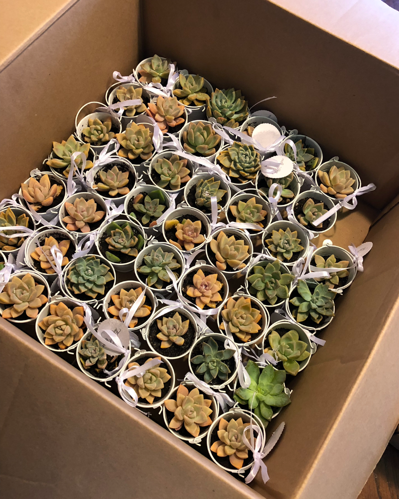 succulents for favors