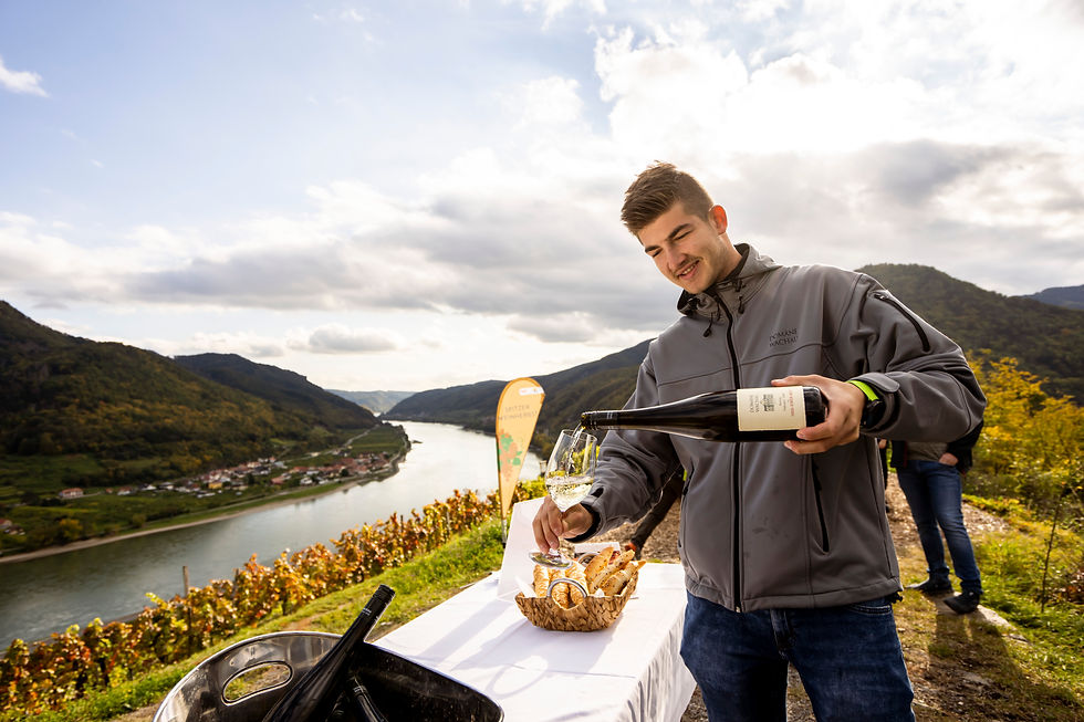 Spitzer Winzer in den Weinterrassen beim Spitzer Weinherbst - © Tourismusverein Spitz - Robert Herbst