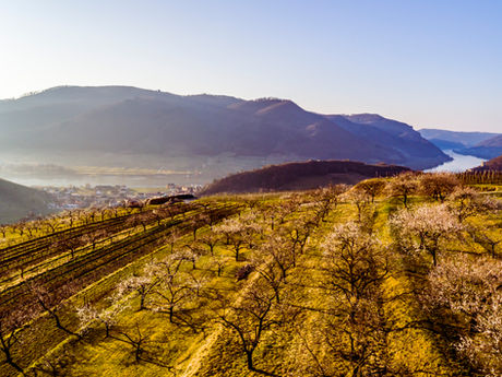 Wachauer Marillenblüte: Wenn die Wachau in Weiß erstrahlt