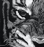Tiger.jpg
