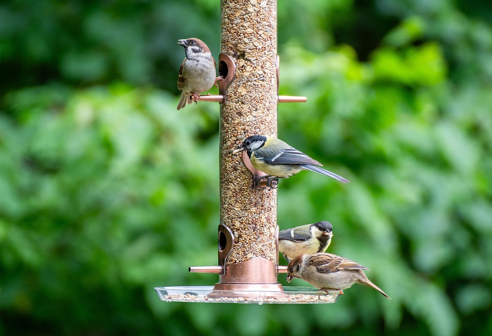 Thumbnail: Different birds eating from bird feeder
