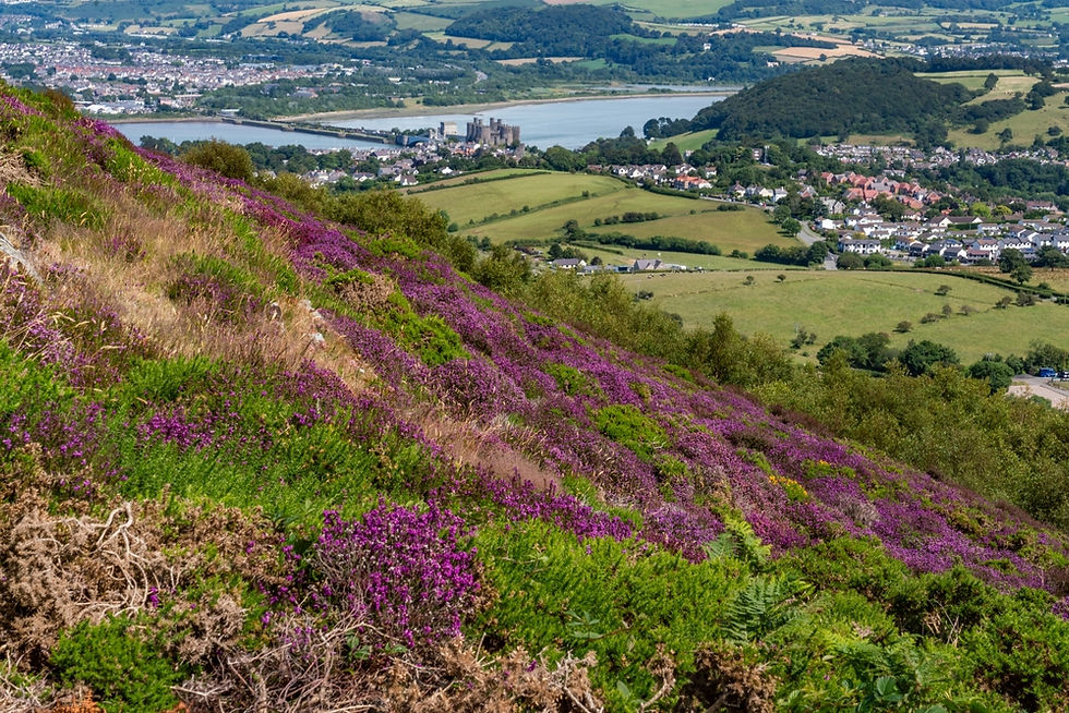 Heather flowering on a hill and background of a valley town of Conwy in Wales.