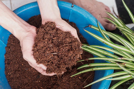 a person holding Coconut Coir in their hands with a blue bucket and a green plant next to it.
