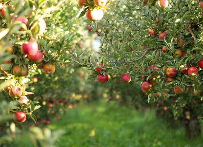 apples on a tree growing in an orchard