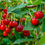 Thumbnail: Cherries growing on a tree