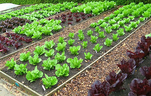 Allotment in a garden setting growing lettuce