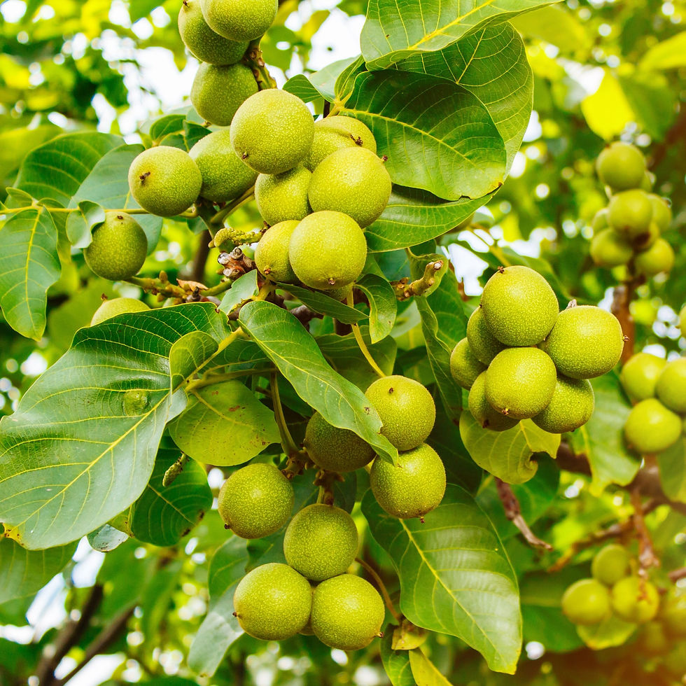 Thumbnail: Walnuts growing on tree