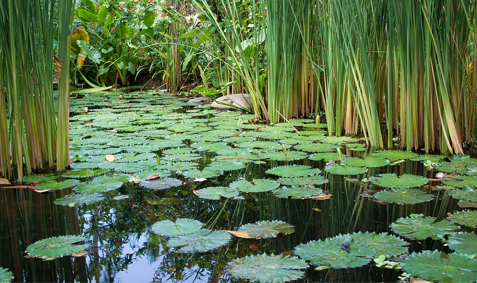 pond with water plants reeds lily pads