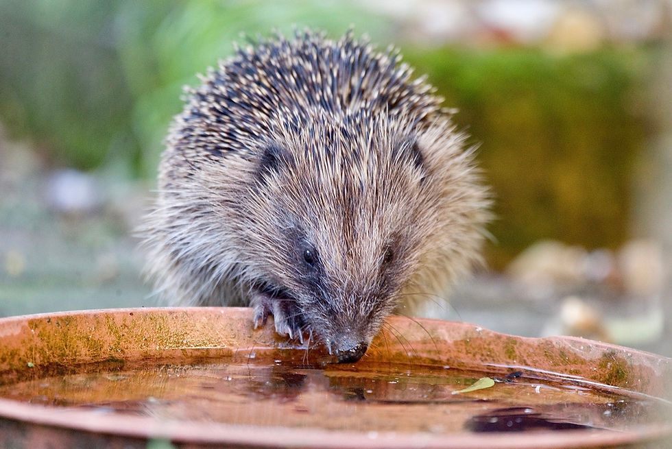 Thumbnail: Hedgehog drinking from a Water Bowl