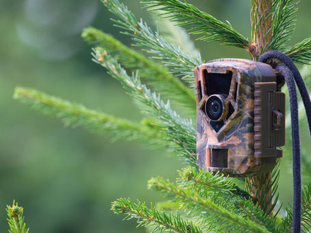 From Data to Action: Turning Wildlife Camera Insights into Real Conservation Change