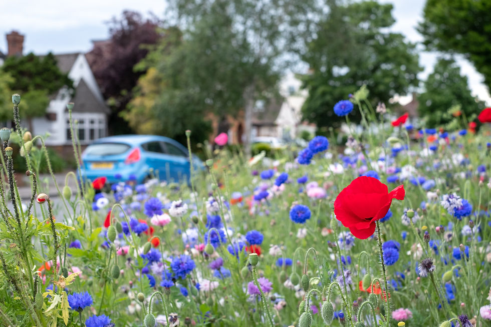 Wildflowers on a grass verge, with a blue ford car in the background.
