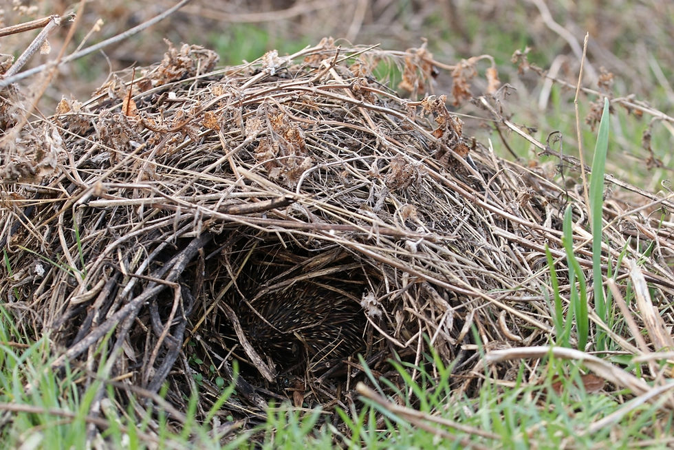 Thumbnail: Hedgehog nesting in hay