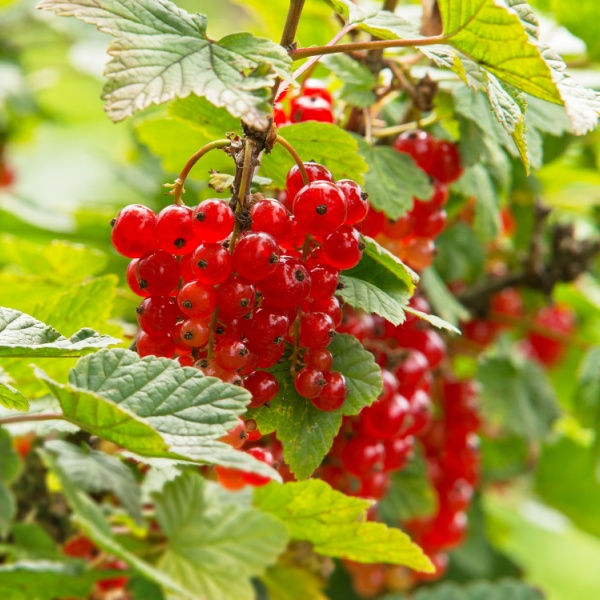 Thumbnail: Community Fruit Bush Bundles