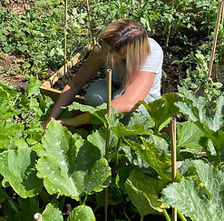 a woman bending down harvesting an allotment
