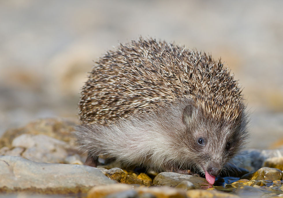 Thumbnail: Hedgehog drinking with tongue out