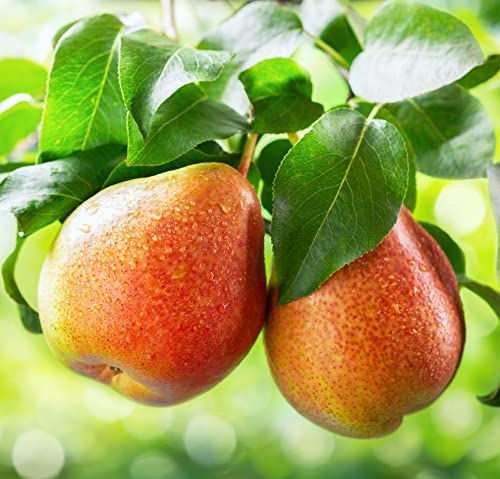 Thumbnail: Pears hanging on a tree branch