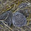Thumbnail: Hedgehogs nesting