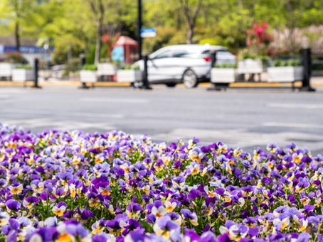 Pollinator-Friendly Flower Beds: Supporting Wildlife and Biodiversity in Your Community