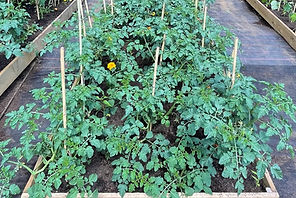 Allotment in a garden setting growing tomatoes