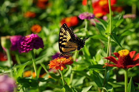 butterfly on top of some red and purple coloured flowers outside