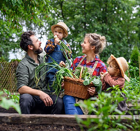 Caucasian family, a woman and man with a boy and a girl in an allotment eating plants and laughing