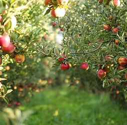 apples growing on trees in an orchard